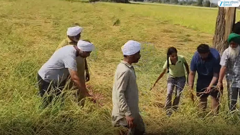 ਫਰੀਦਕੋਟ ਵਿੱਚ ਗੜ੍ਹੇਮਾਰੀ ਤੇ ਹਨੇਰੀ ਕਾਰਨ ਝੋਨੇ ਦਾ ਭਾਰੀ ਨੁਕਸਾਨ