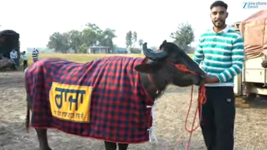 100 ਤੋਂ ਵੱਧ ਮੁਕਾਬਲੇ ਜਿੱਤਣ ਵਾਲਾ ‘ਰਾਜਾ ਝੋਟਾ’ ਗਾਇਬ; ਸੂਚਨਾ ਦੇਣ ਵਾਲੇ ਨੂੰ 1 ਲੱਖ ਰੁਪਏ ਦੇ ਇਨਾਮ ਦਾ ਐਲਾਨ